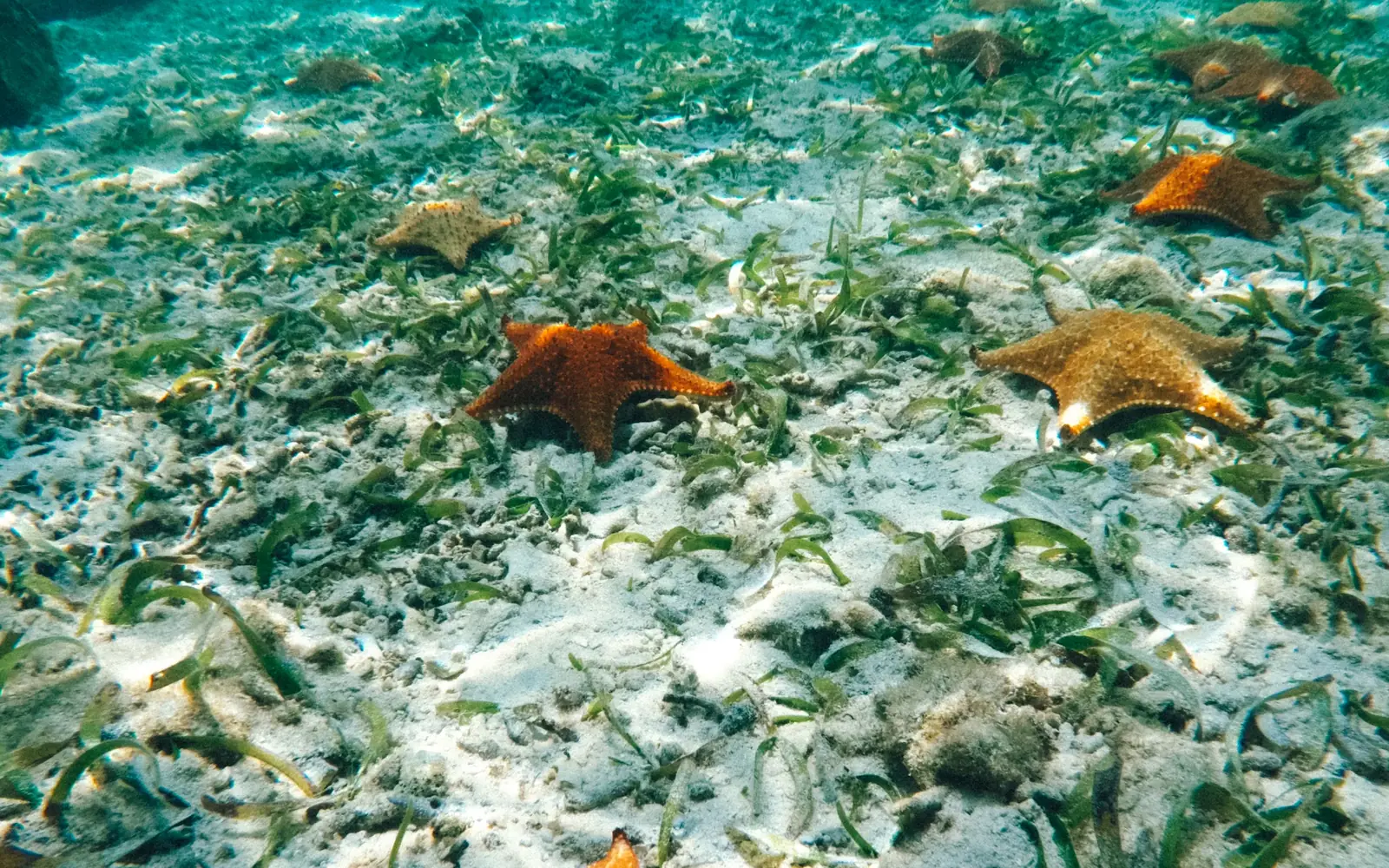 Starfish in the white sand shallows at Starfish Beach, Bocas del Toro