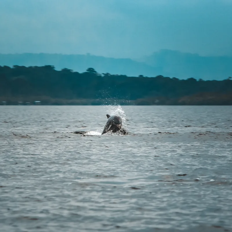 A dolphin breaching in the bay, the Talamanca mountains beyond